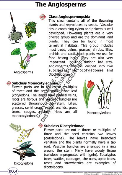 poster/BCC4.jpg poster/BCC4.jpg