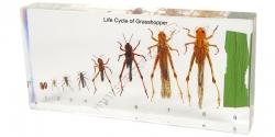 16031-Life-Cycle-of-Grasshopper.jpg