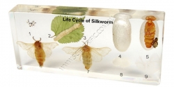 Click to enlarge 16051-Life-Cycle-of-Silkworm.jpg