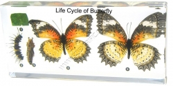16081-Life-Cycle-of-Butterfly.jpg