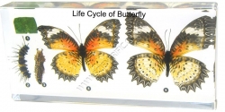 Click to enlarge 16081-Life-Cycle-of-Butterfly.jpg