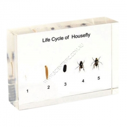 16111-Life-Cycle-of-Housefly.jpg