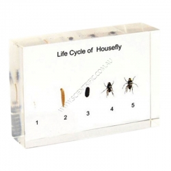 Click to enlarge 16111-Life-Cycle-of-Housefly.jpg
