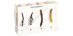 25021-Root-Systems.jpg