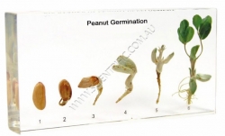 26051-Peanut-Germination.jpg