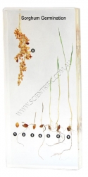 26071-Sorghum-Germination.jpg