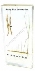 26091-Paddy-Rice-Germination.jpg