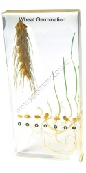 26101-Wheat-Germination.jpg