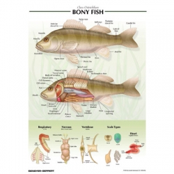 Click to enlarge Small image
