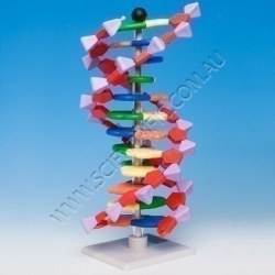 Molymod DNA Model Kit 12 Layer