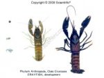 K1291 Small image