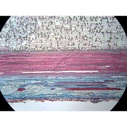 Click to enlarge K1542b-Dicotyledonue-hibiscus-Ls--stem.jpg