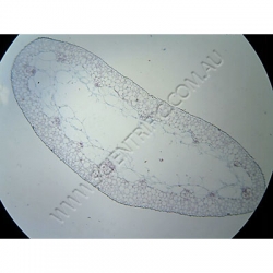 K1591-Leaf-Types-hydrophytic-mesophytic-xerophytic-1.jpg
