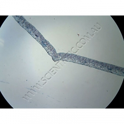 Click to enlarge K1591-Leaf-Types-hydrophytic-mesophytic-xerophytic-2.jpg