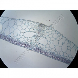 Click to enlarge K1591-Leaf-Types-hydrophytic-mesophytic-xerophytic-3.jpg