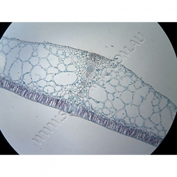 K1591-Leaf-Types-hydrophytic-mesophytic-xerophytic-3.jpg