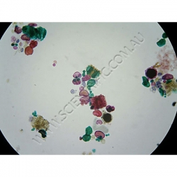 K1594 Small image