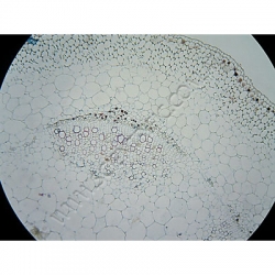 K1616-Druce-Crystals-in-Begonia-stem.jpg