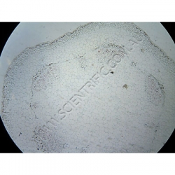 K1617 Small image