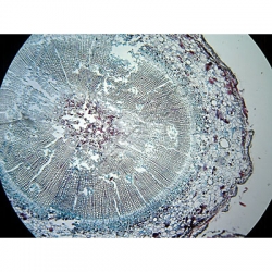Click to enlarge K1619-Resin-ducts-TS-Pinus-stem.jpg
