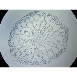 K1623-Parenchyma-TS-Elodia-stem.jpg