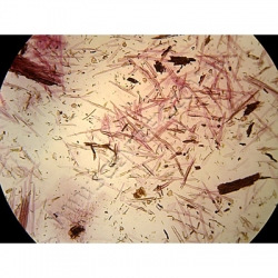 K1630-Macerated-Tissues-Fern-rhizome.jpg