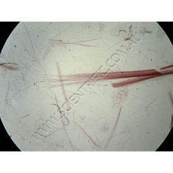 K1637-Macerated-Tissues-zea-mays-(corn-stem).jpg
