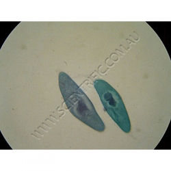 Click to enlarge K1678-Protozoa-Paramecium--WM.jpg