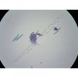 K1679 Small image