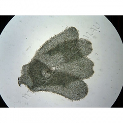 K1685 Small image
