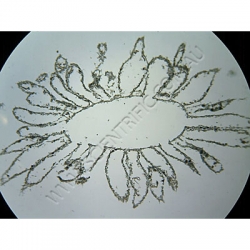 K1686-Porifera-Grantia-(simple-sponge)-ts.jpg