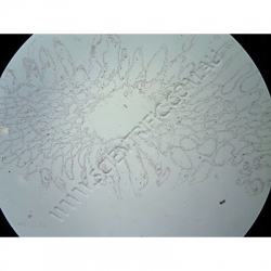 K1687-Porifera-Grantia-(simple-sponge)-ls.jpg
