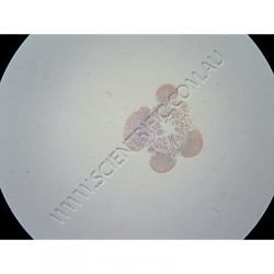 Small image