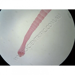 K1731B Small image