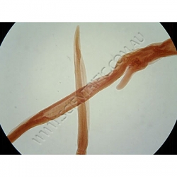 K1743 Small image