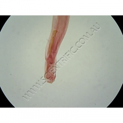 Click to enlarge K1743-Haemonchus-WM-male-and-Female-B.jpg