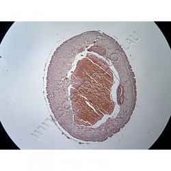 K1752 Small image