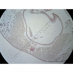 K1753 Small image