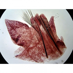 K1754 Small image
