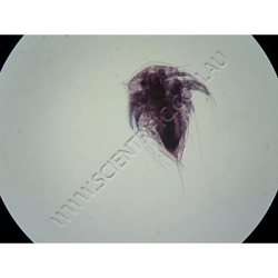 K1786 Small image