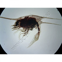 K1786B Small image