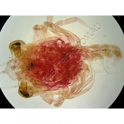 K1786C Small image
