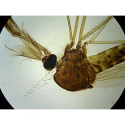 K1807-Diptera-culicidae-aedes-wm-male-(lateral).jpg