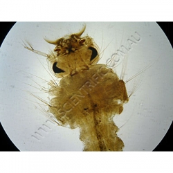K1810-Aedes-Larva.jpg