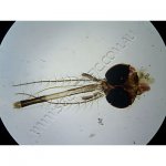 K1812B Small image