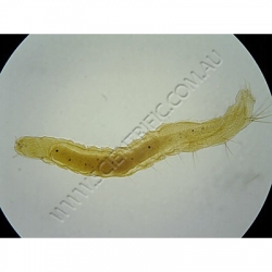 K1843C-Siphoneptera-ctenocephalides-Sp-WM-flea-larva-A.jpg