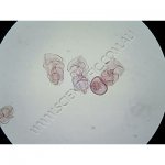 K1852J Small image