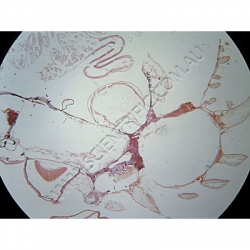 K1853 Small image