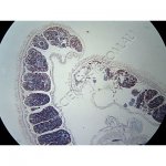K1855 Small image