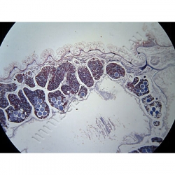 Click to enlarge K1856B-Hemichordata-Balanoglossus-anterior-LS.jpg